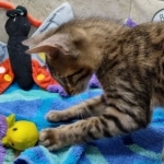 Savannah F-5SBT BST Male DOB 6-13-22