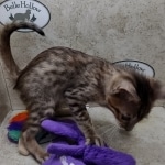 Savannah F-5SBT BST Male DOB 6-13-22