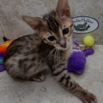 Savannah F-5SBT BST Male DOB 6-13-22