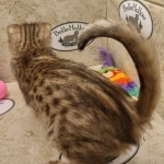 Savannah F-5SBT BST Male DOB 6-13-22