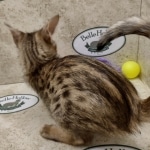 Savannah F-5SBT BST Male DOB 6-13-22