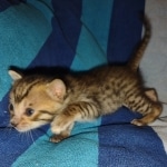 Savannah F-5SBT BST Male DOB 6-13-22