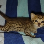 Savannah F-5SBT BST Male DOB 6-13-22