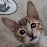 Savannah F-5SBT BST Male DOB 6-13-22