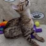 Savannah F-5SBT BST Male DOB 6-13-22