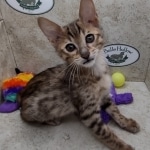 Savannah F-5SBT BST Male DOB 6-13-22