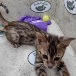 Savannah F-5SBT BST Male DOB 6-13-22