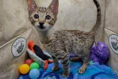 Paka Savannah F-5SBT BST Male #3 DOB 6-13-22