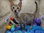 Paka Savannah F-5SBT BST Male #3 DOB 6-13-22