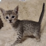 Savannah F-5SBT Brown Spotted Male DOB 6-13-22