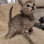 Savannah F-5SBT Brown Spotted Male DOB 6-13-22