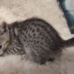 Savannah F-5SBT Brown Spotted Male DOB 6-13-22