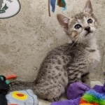 Savannah F-5SBT Brown Spotted Male DOB 6-13-22