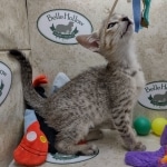 Savannah F-5SBT Brown Spotted Male DOB 6-13-22