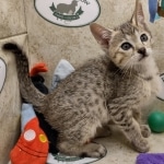 Savannah F-5SBT Brown Spotted Male DOB 6-13-22