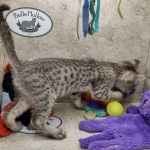 Savannah F-5SBT Brown Spotted Male DOB 6-13-22