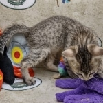 Savannah F-5SBT Brown Spotted Male DOB 6-13-22