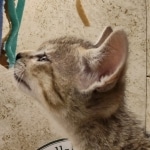 Savannah F-5SBT Brown Spotted Male DOB 6-13-22