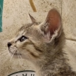 Savannah F-5SBT Brown Spotted Male DOB 6-13-22