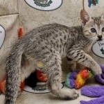 Savannah F-5SBT Brown Spotted Male DOB 6-13-22