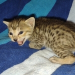 Savannah F-5SBT Brown Spotted Male DOB 6-13-22