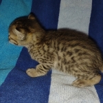 Savannah F-5SBT Brown Spotted Male DOB 6-13-22