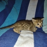 Savannah F-5SBT Brown Spotted Male DOB 6-13-22