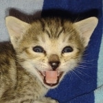 Savannah F-5SBT Brown Spotted Male DOB 6-13-22