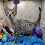 Savannah F-5SBT Brown Spotted Male DOB 6-13-22