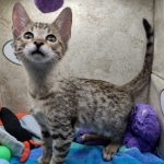 Savannah F-5SBT Brown Spotted Male DOB 6-13-22