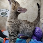 Savannah F-5SBT Brown Spotted Male DOB 6-13-22