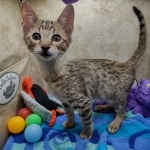 Savannah F-5SBT Brown Spotted Male DOB 6-13-22