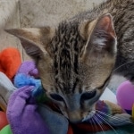 Savannah F-5SBT Brown Spotted Male DOB 6-13-22