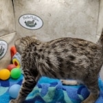 Savannah F-5SBT Brown Spotted Male DOB 6-13-22