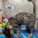 Savannah F-5SBT Brown Spotted Male DOB 6-13-22