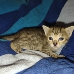 Savannah F-5SBT Brown Spotted Male DOB 6-13-22