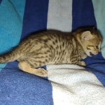 Savannah F-5SBT Brown Spotted Male DOB 6-13-22