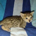 Savannah F-5SBT Brown Spotted Male DOB 6-13-22