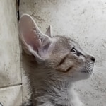 Savannah F-5SBT Brown Spotted Male DOB 6-13-22