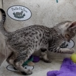 Savannah F-5SBT Brown Spotted Male DOB 6-13-22