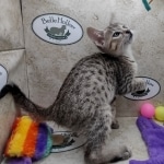 Savannah F-5SBT Brown Spotted Male DOB 6-13-22