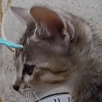 Savannah F-5SBT Brown Spotted Male DOB 6-13-22