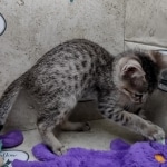 Savannah F-5SBT Brown Spotted Male DOB 6-13-22