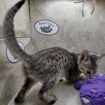 Savannah F-5SBT Brown Spotted Male DOB 6-13-22