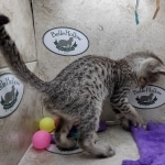 Savannah F-5SBT Brown Spotted Male DOB 6-13-22