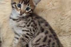 Boss Savannah F-5SBT BST Male DOB  5-1-21