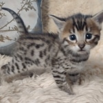 Savannah kitten F-5SBT Brown Spotted male DOB 5-1-21