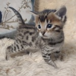 Savannah kitten F-5SBT Brown Spotted male DOB 5-1-21