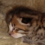 Savannah kitten F-5SBT Brown Spotted male DOB 5-1-21