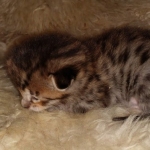 Savannah kitten F-5SBT Brown Spotted male DOB 5-1-21